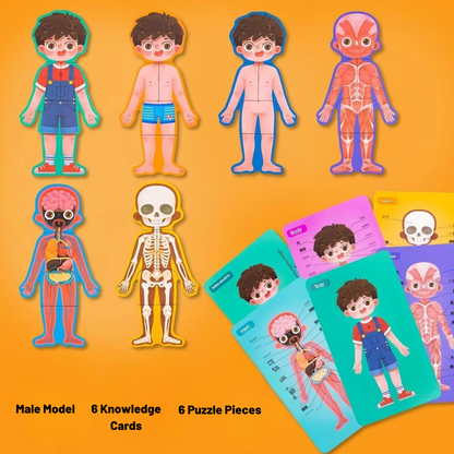 LittleAnatomy Puzzle