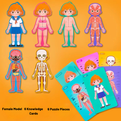 LittleAnatomy Puzzle